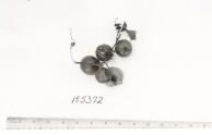 Click for 4 image(s) for this accession. FRUIT